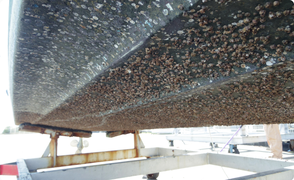 船底にフジツボがついている写真